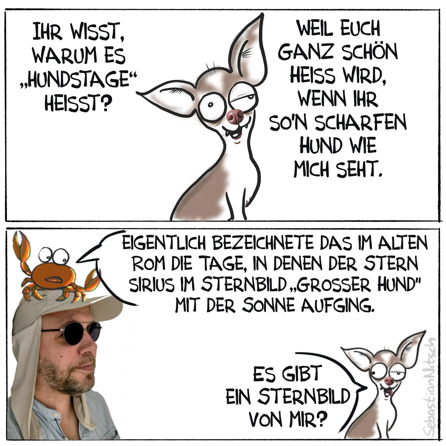 Bisschen Bildung. Happy Hundstage! #hitze #sommer #deutschland #sommerferien #badengehen #abkühlung #36grad #schatten #genugtrinken #hydration #chiwawa #hundstage #sirius #römischesreich #bildung #cartoon #illustration #selbstgemacht